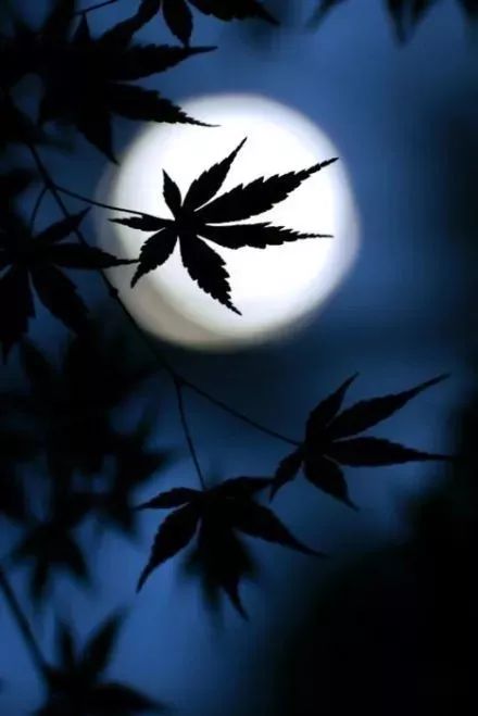 清风明月,是最浪漫的事