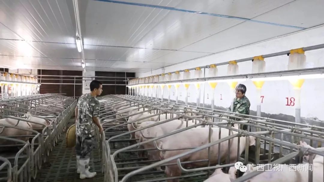 广西生猪养殖业：绿色转型与高质量发展