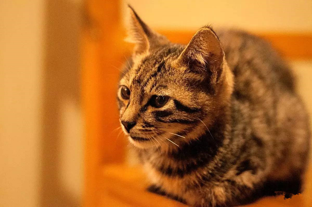 中国本土猫——中华田园猫_猫咪