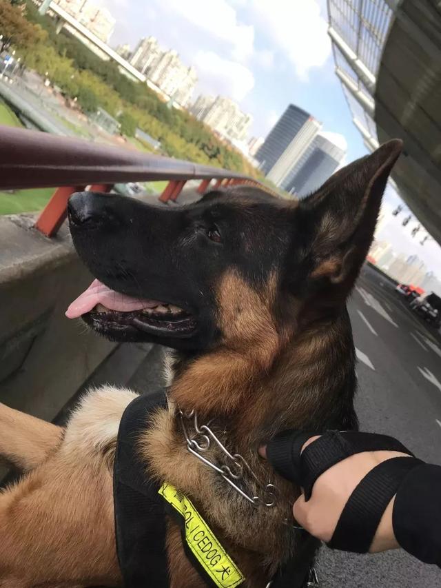 "汪"者荣耀!"奶凶"警犬养成记