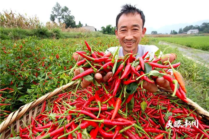 喜迎辣博会丨新蒲新区虾子镇1234辣椒产业工程助推脱贫攻坚