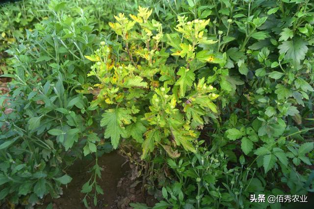 8月份中藥材菊花將迎來一種重要害蟲防治要確保穩準狠