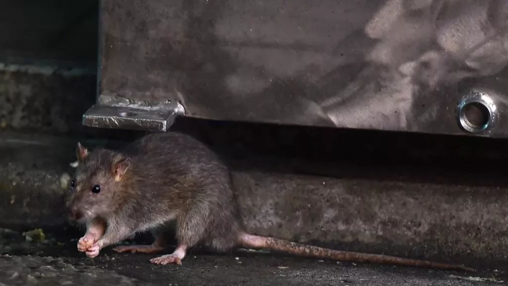 猫不捉老鼠老鼠药也禁用荷兰担心鼠疫再现