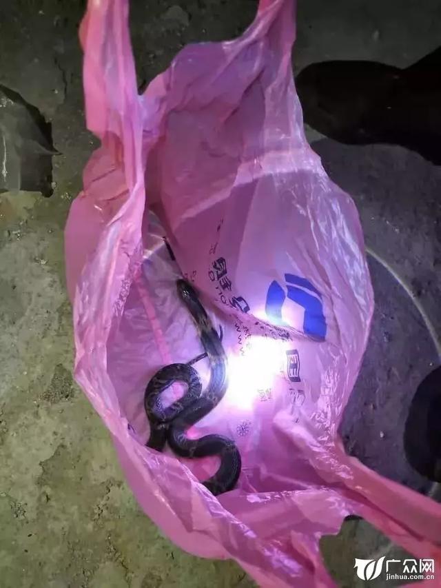 凌晨0点金华女子家中惊现毒蛇