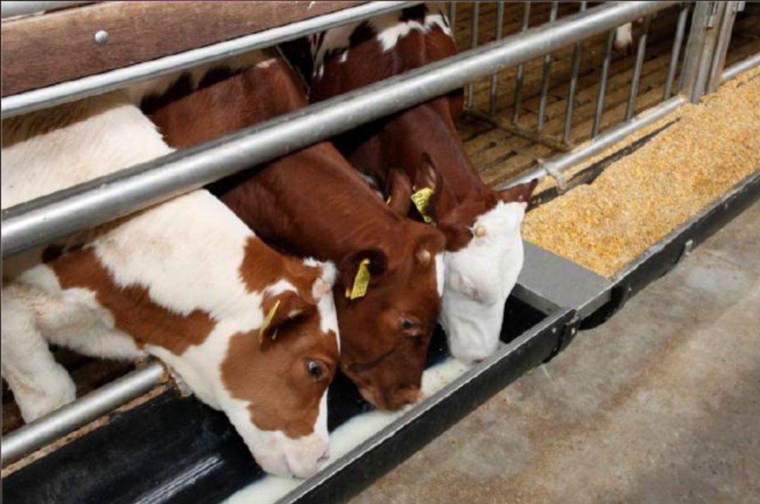 知识学堂 | 你所不知道的荷兰小牛肉