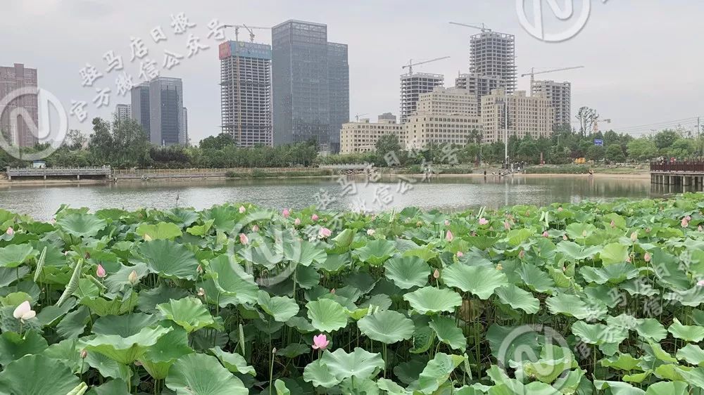 驻马店湿地植物园图片图片