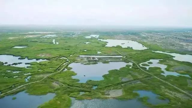 艾比湖变了曾经的盐碱地如今的鸟类栖息地