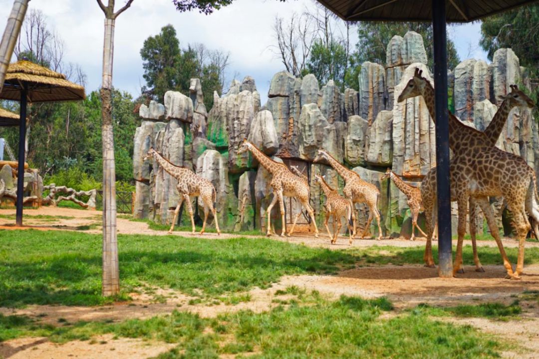 雲南野生動物園溫馨提示出門請看鹿