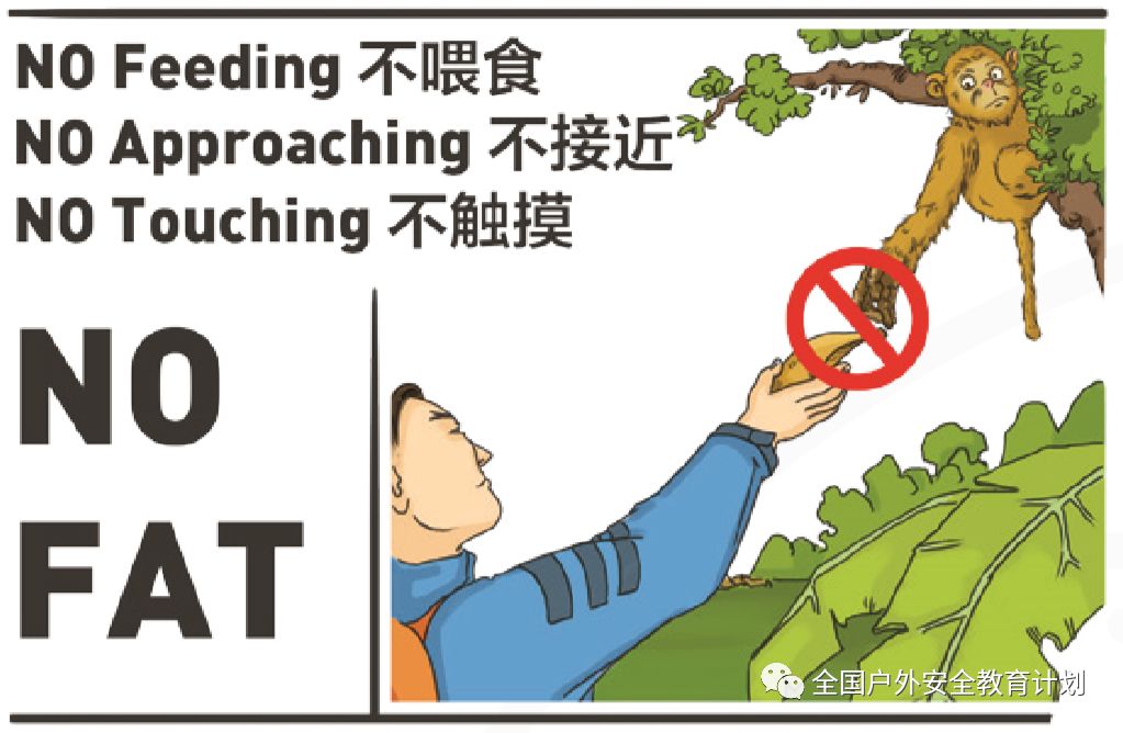 户外安全知识系列短片20 | 野生动物:不干涉便是最好的尊重_影响