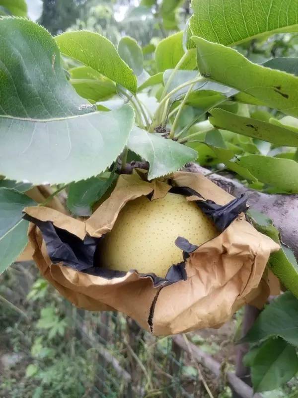 来永乐桥果园采摘夏季鲜果品尝夏日味道