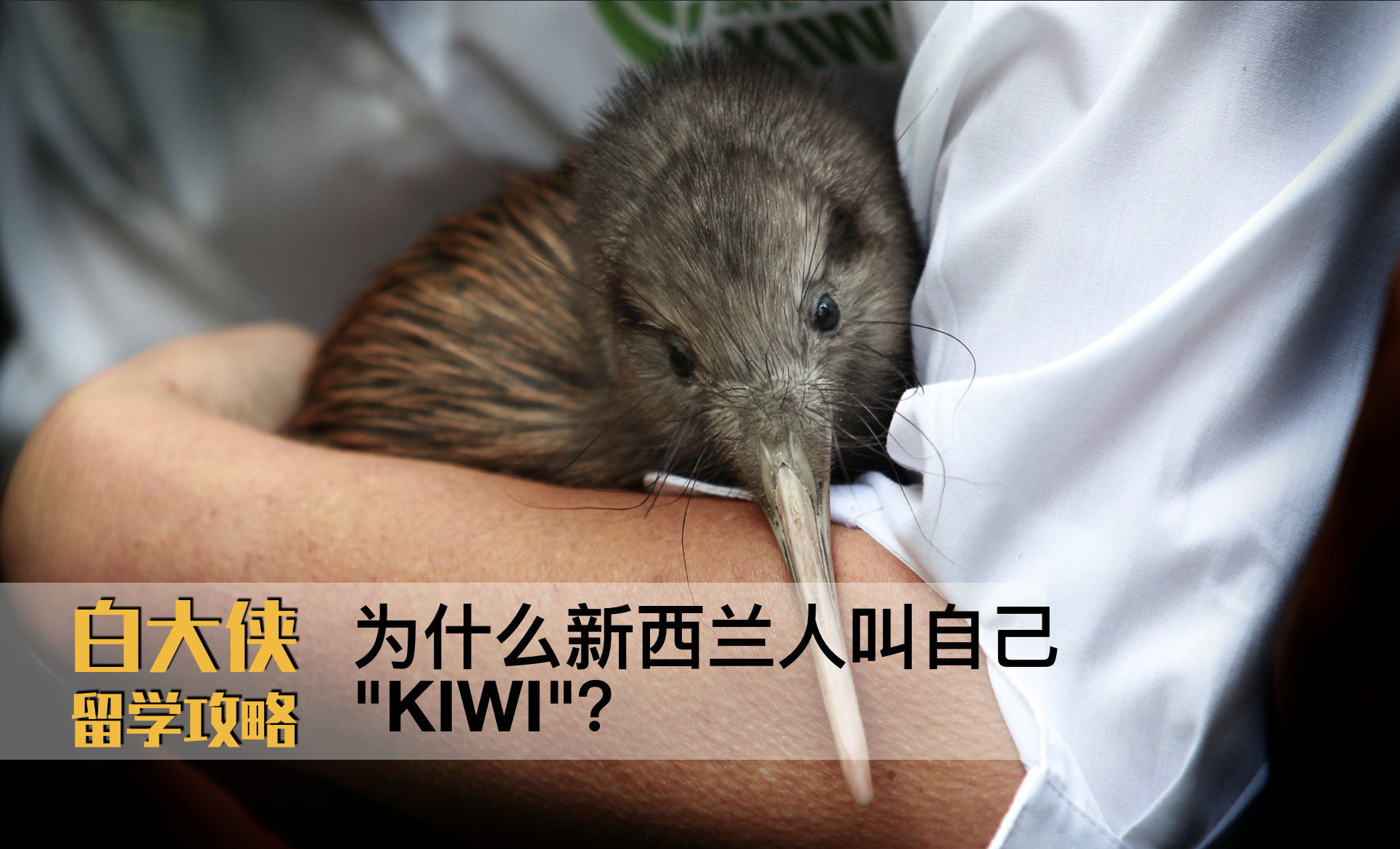 为什么新西兰人叫自己kiwi