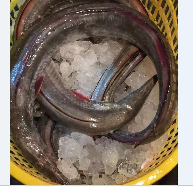 "白麻"咸"麻鱼"麻鱼炒咸菜芹菜"麻鱼春"麻鱼粥香煎马鲛蚝仔烙各种鱼