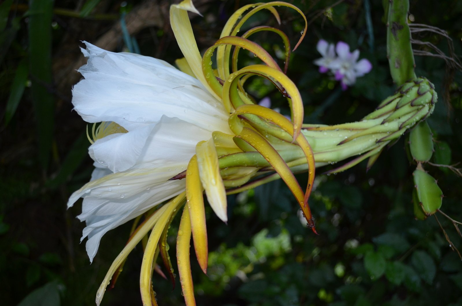 丰子恺赞美的话不足道批评的话才珍贵