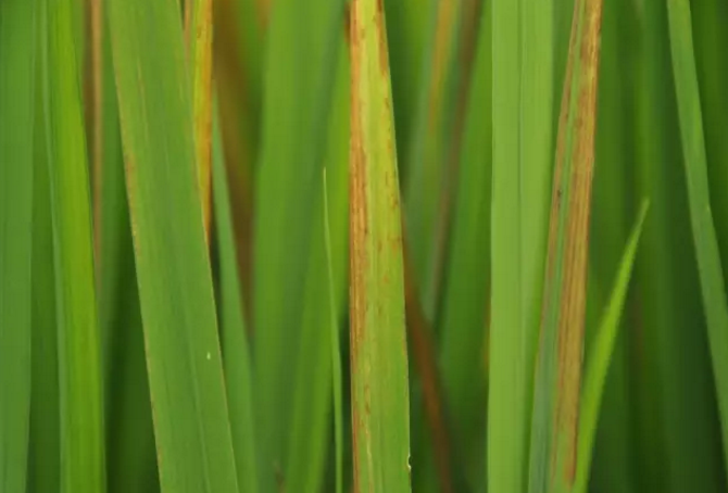 一,水稻缺钾的症状水稻缺钾常会出现僵苗,坐蔸,缺钾通常还会导致胡麻