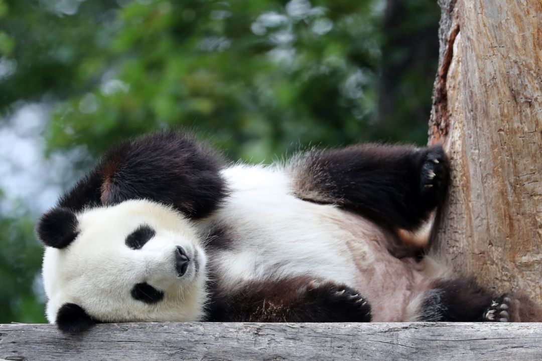 这是7月15日在德国柏林动物园拍摄的旅德大熊猫"娇庆". 新华社/欧新