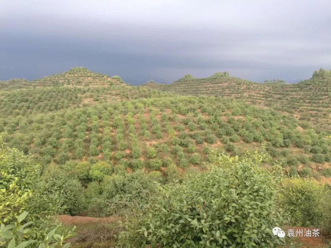 全国油茶首席专家姚小华科技为油茶产业撑起一片天