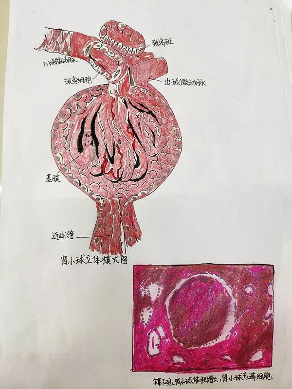 淀粉粒的三种形态绘图图片