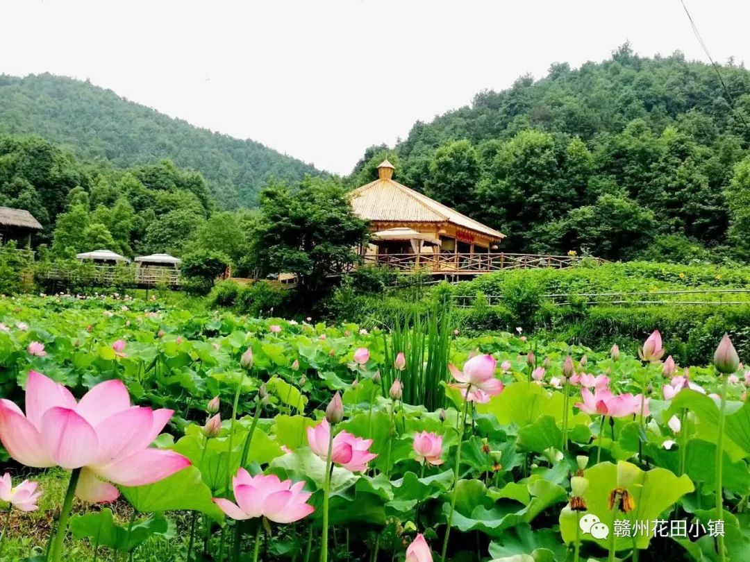 无轰趴不青春▎周末消暑有良方花田度假享清凉