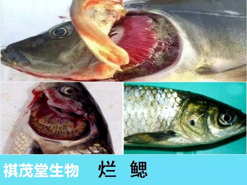 草鱼烂鳃 肠炎 赤皮症状及预防治疗方案 饲料 草鱼烂鳃 肠炎 赤皮症状及预防治疗方案 饲料