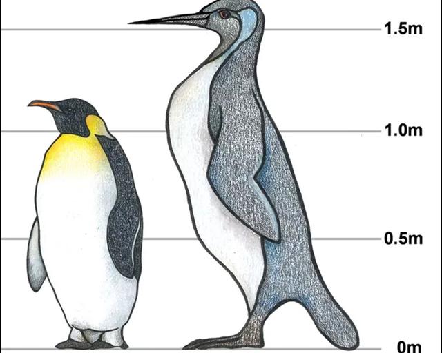新西兰发现史前巨型企鹅,高约16米重达80公斤