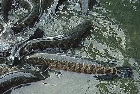 最强总结——路亚打黑鱼攻略_雷强