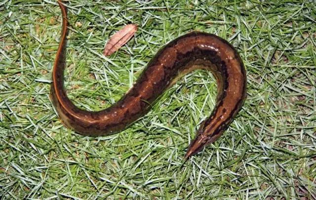 新发现的钓点,用最原始的方法,钓获一条蛇鱼