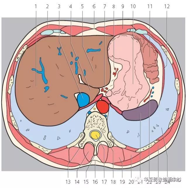 左上图中的阿拉伯数字提示"肝段"第一层上腹部断层解剖