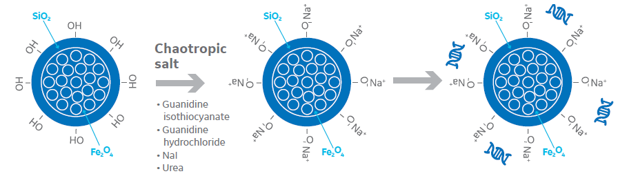 核酸提取新利器serasilmag磁珠