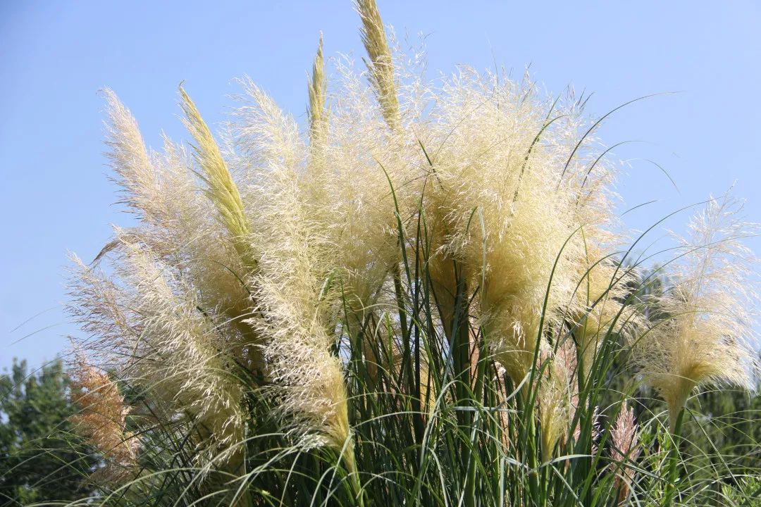 君当作磐石,妾当作蒲苇.