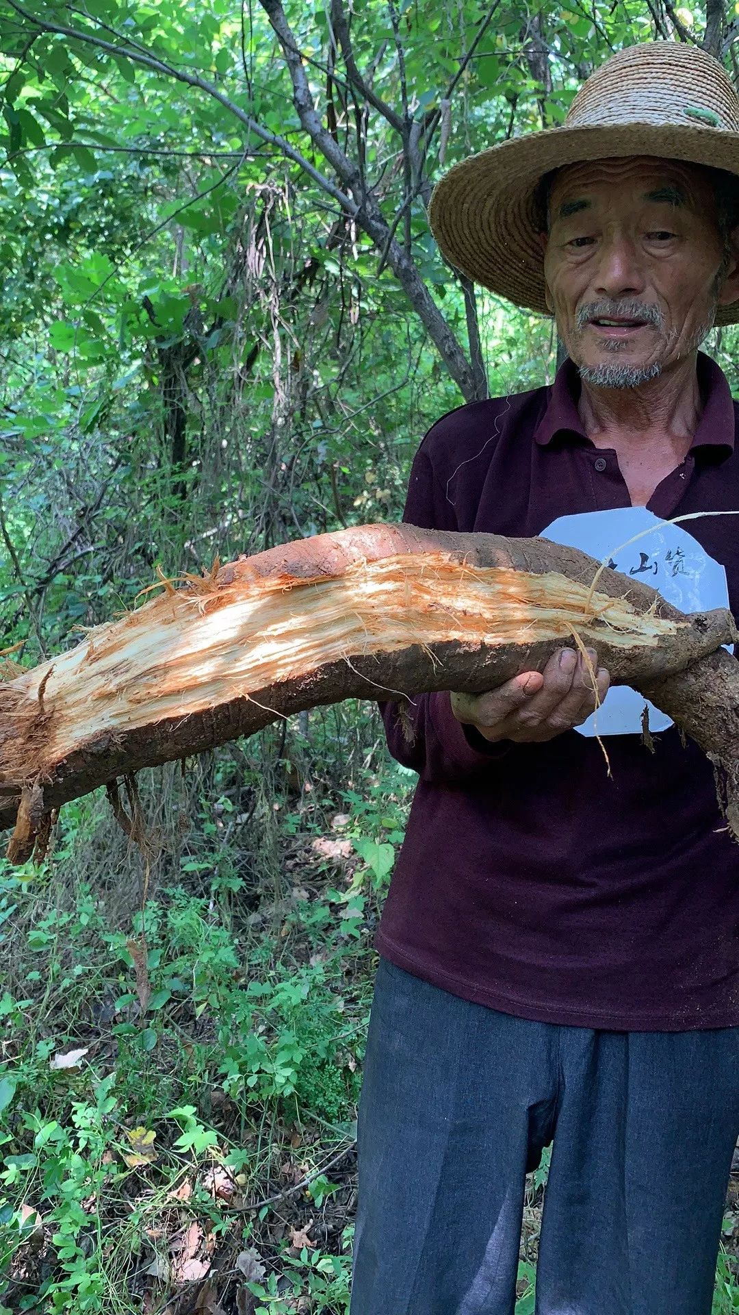 女人每天一碗葛粉,清凉美丽过一夏_葛根