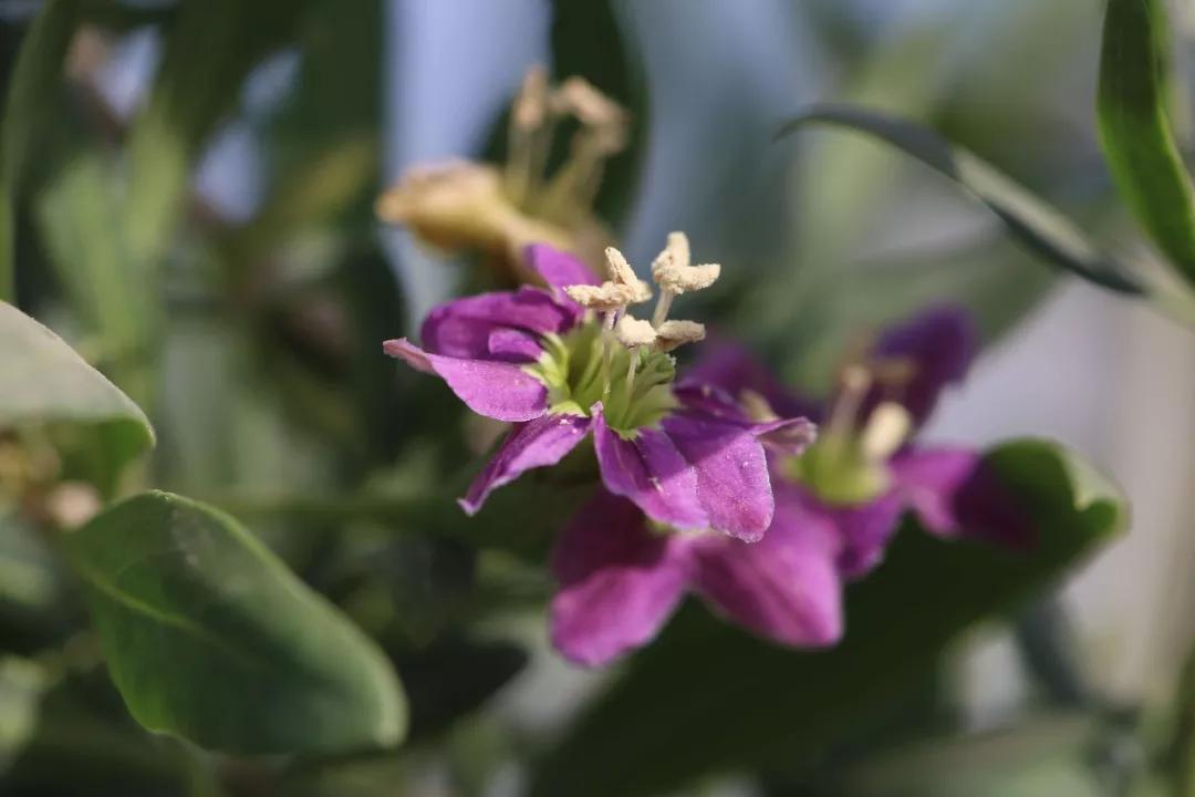 养生推荐 枸杞花蜜 甜甜蜜蜜来一口 健康生活好滋味 蜂蜜