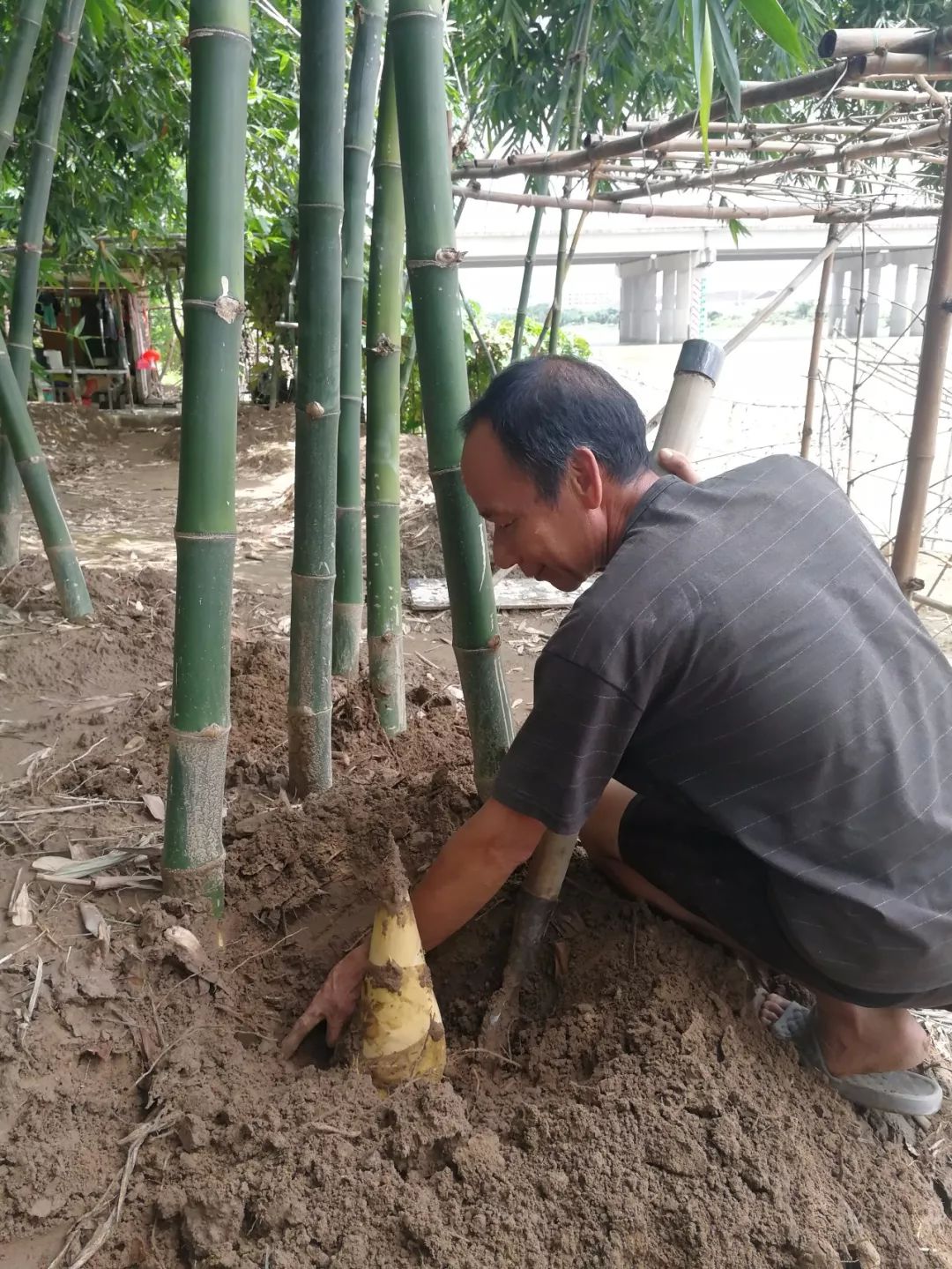 醉美乡村 | 边走边吃,探寻上华村风味"笋"野!_竹笋