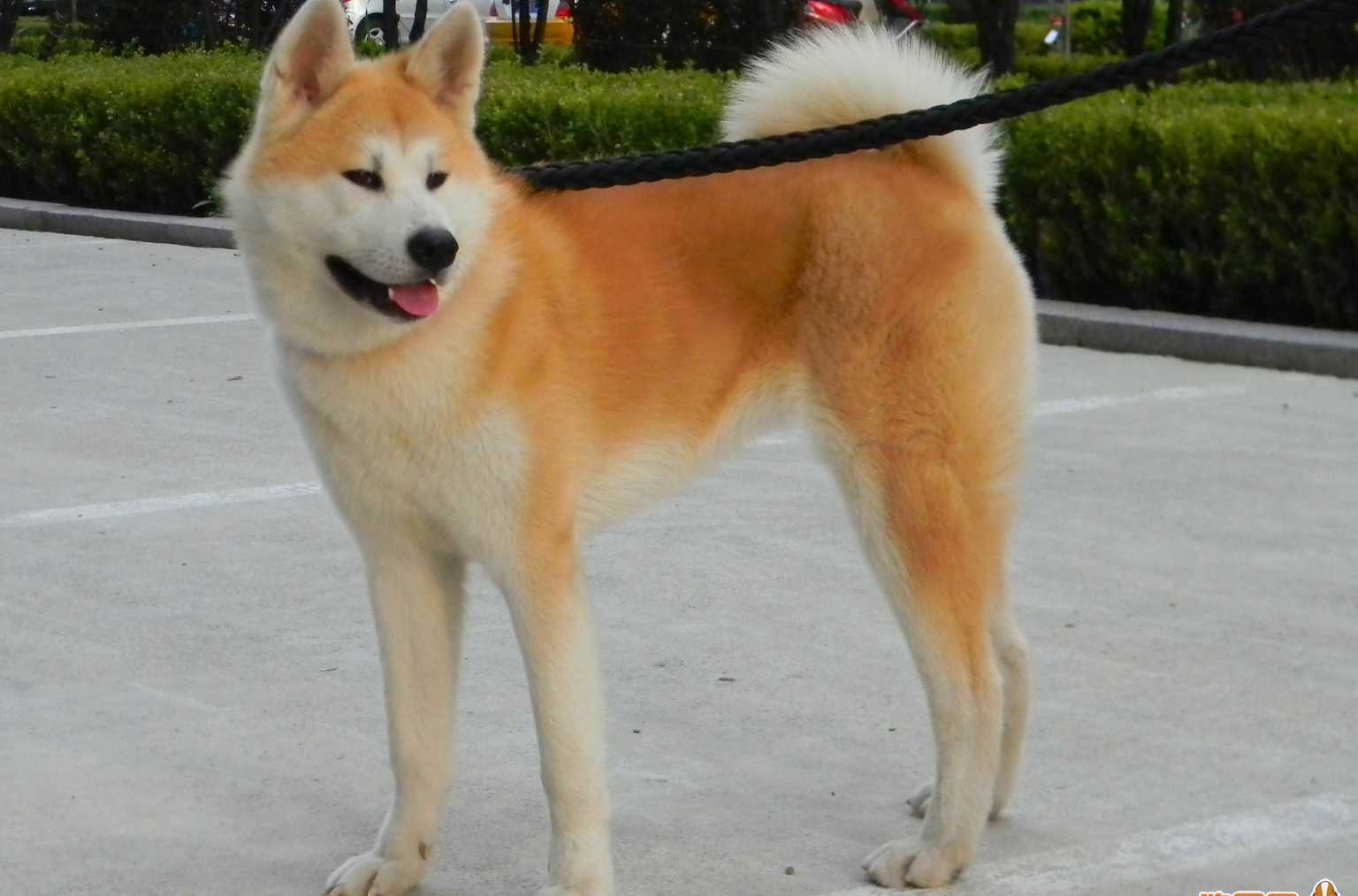 日本第一犬秋田犬