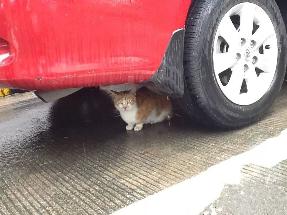 罗平各位车主近期开车前一定要注意检查下这里否则