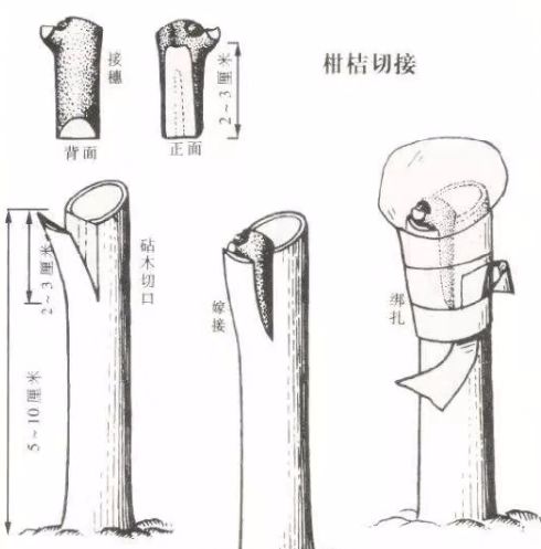 种植沃柑却不会高位嫁接,那你就out了!