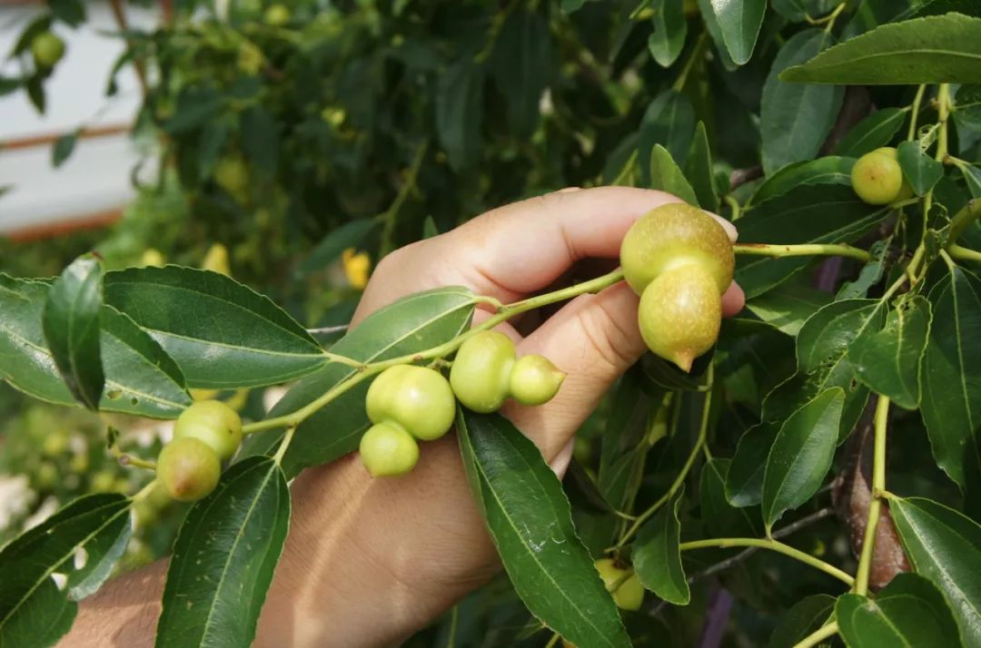 淮北竟有长成这样的枣,就在