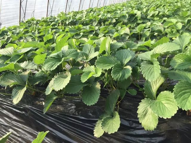 草莓技术篇定植草莓的朋友注意啦这么做能提高成活率