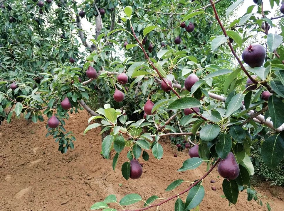 来到果园,可以看到树上一颗颗娇艳的红啤梨如宝葫芦一样,在阳光下闪耀