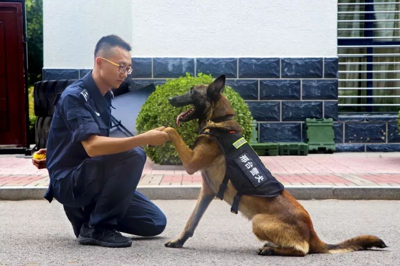刚来到特警支队,小郭便主动报名前往南京参加警犬技术(搜爆)培训,并且