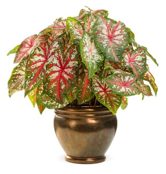 花博系列之花二丨天使调色板五彩芋