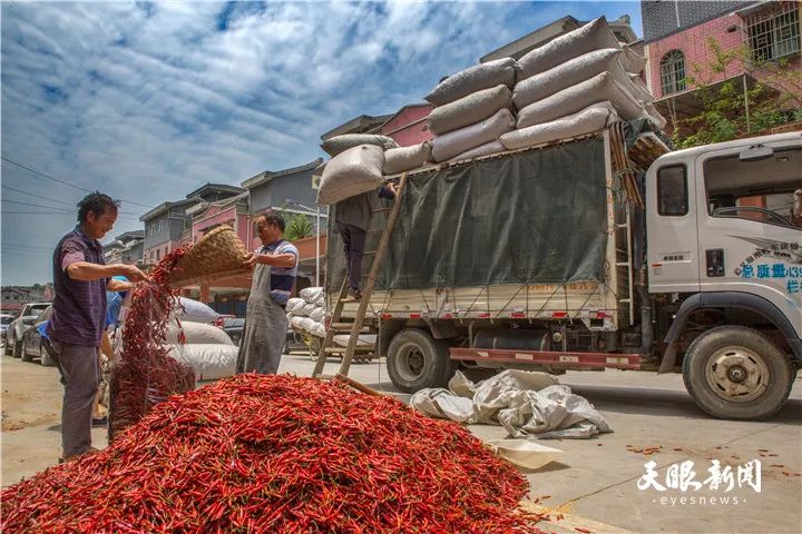 喜迎辣博会丨新蒲新区虾子镇1234辣椒产业工程助推脱贫攻坚