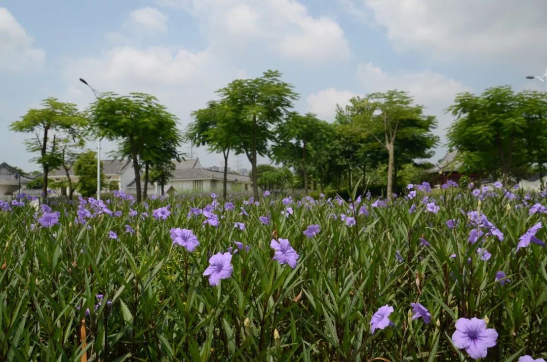 广西玉林花卉种植基地图片