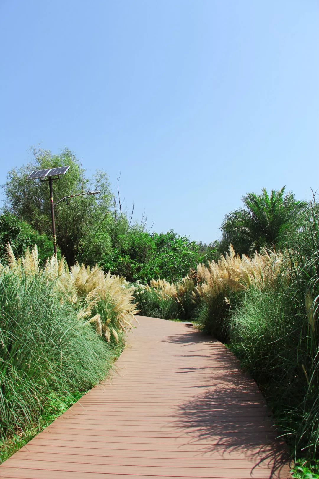 湿地赏花之旅 | 蒲苇盛开的季节,坚贞不渝爱情的象征