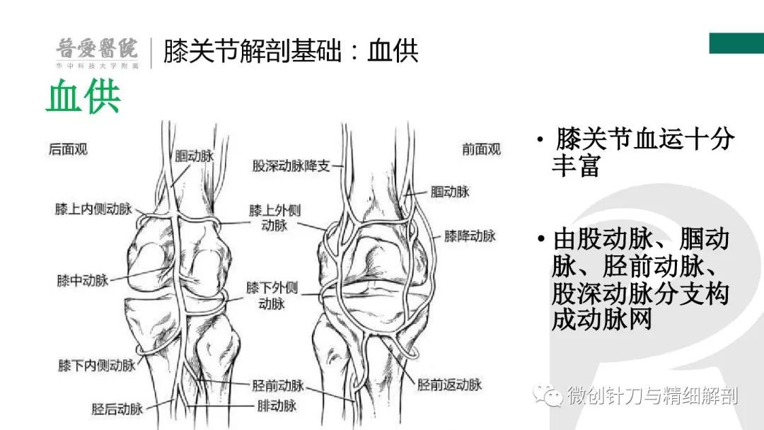 膝关节血管分布图图片