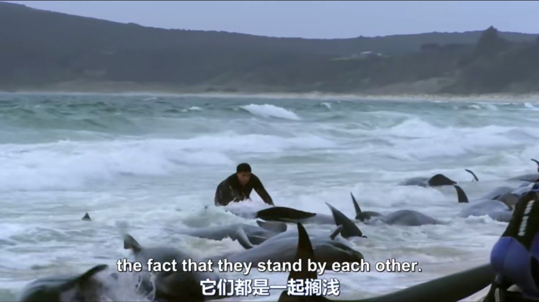 被囚禁40年,连续杀死3个人,你还会为"我"鼓掌吗?_tilikum