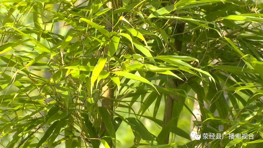 转型发展突破在行动烟竹乡调结构促增收让林竹成为美