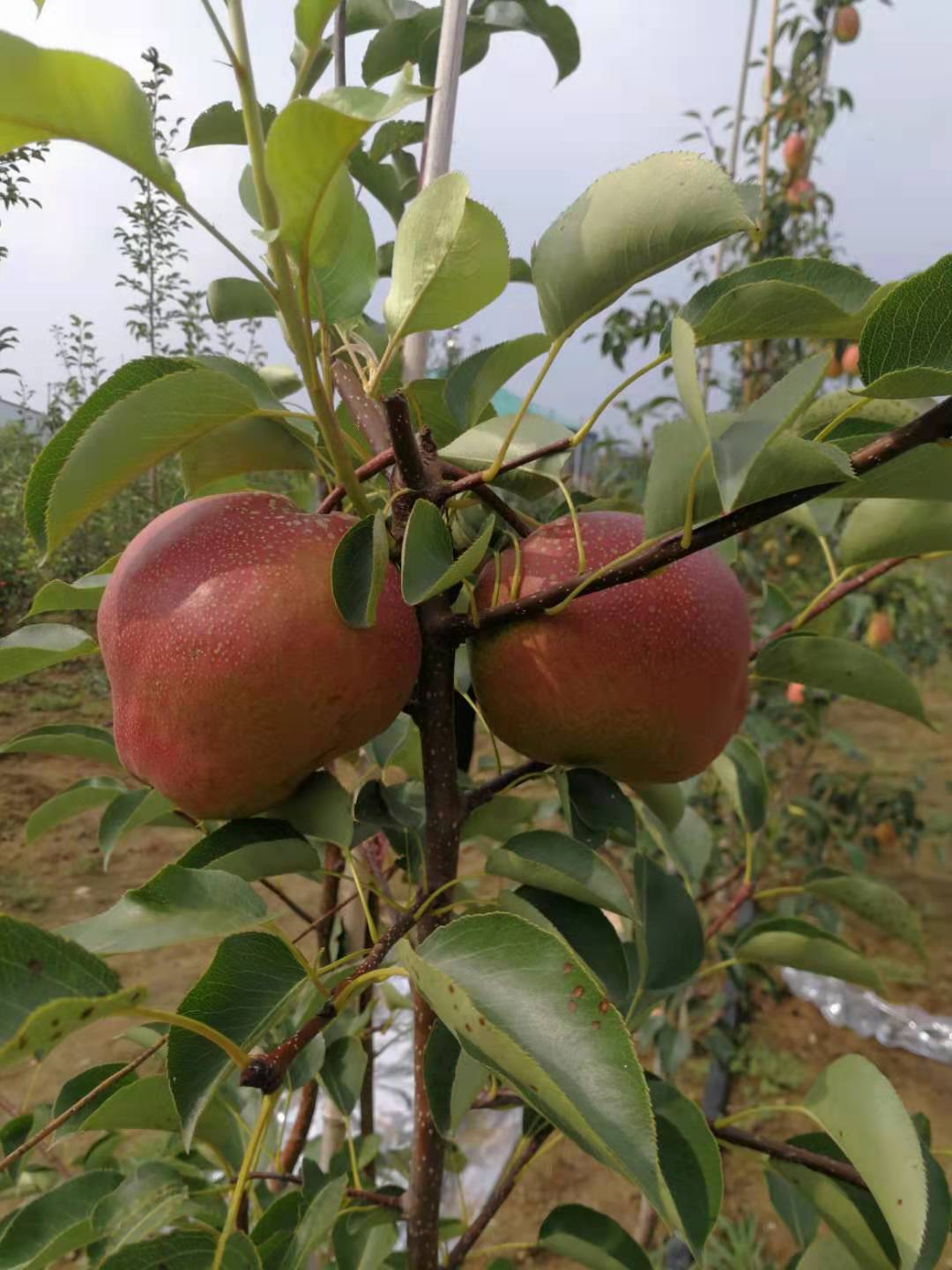 丹霞红梨苗农民致富不是梦想