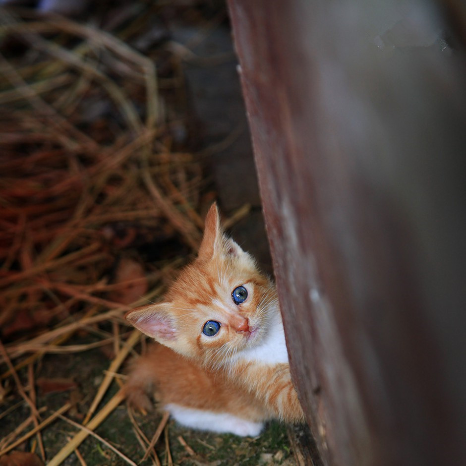 中国本土猫中华田园猫