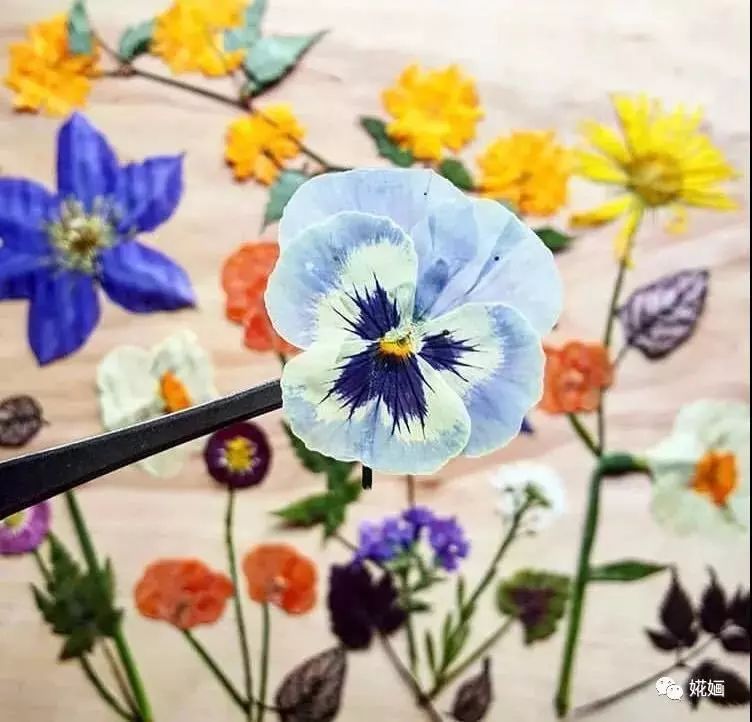 非遗玩家课堂岭南押花艺术植物的第二次生命绽放