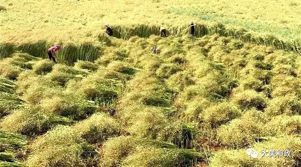 進入8月以來,伴隨著持續晴好的天氣,和政縣萬畝油菜陸續成熟並已開鐮